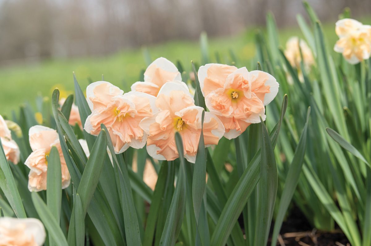 Apricot Whirl - Narcissus Bulb - Image 2