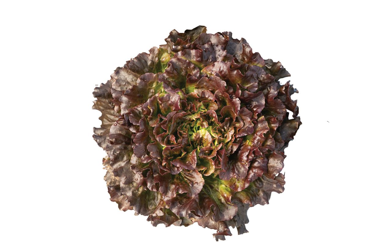 Salanova Hydroponic Red Batavia - Pelleted Lettuce Seed