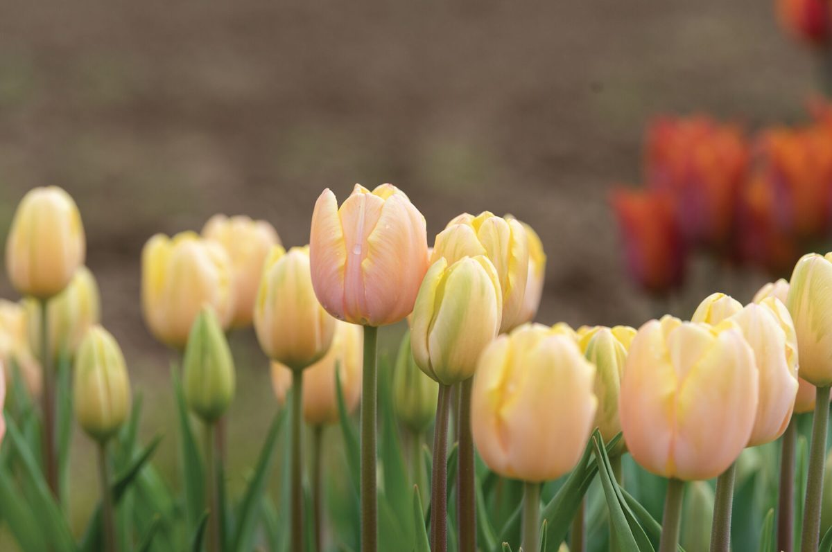 Mango Charm - Tulip Bulb