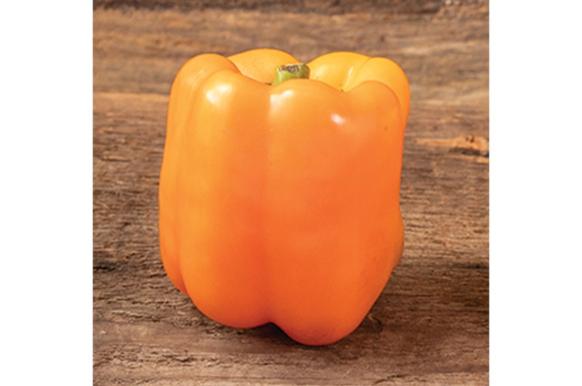 SVPB8500 - (F1) Bell Pepper Seed