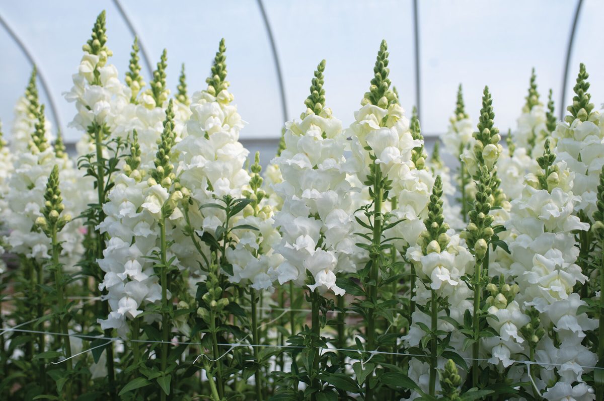 Legend White - (F1) Snapdragon Seed - Image 2