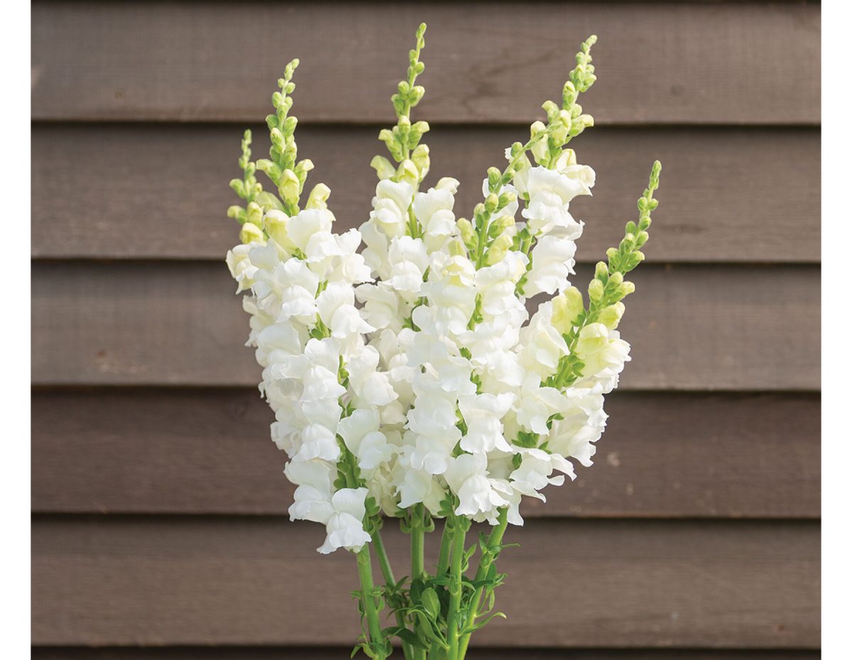 Costa Midly White II - (F1) Snapdragon Seed