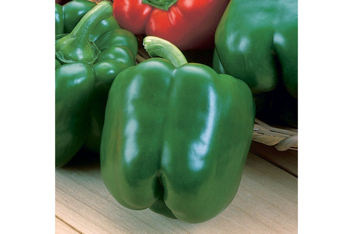 Green Machine - (F1) Bell Pepper Seed