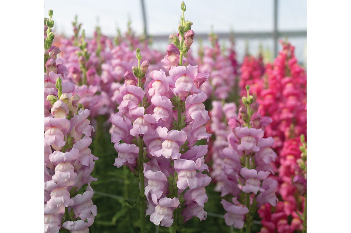 Maryland Lavender I-II - (F1) Snapdragon Seed