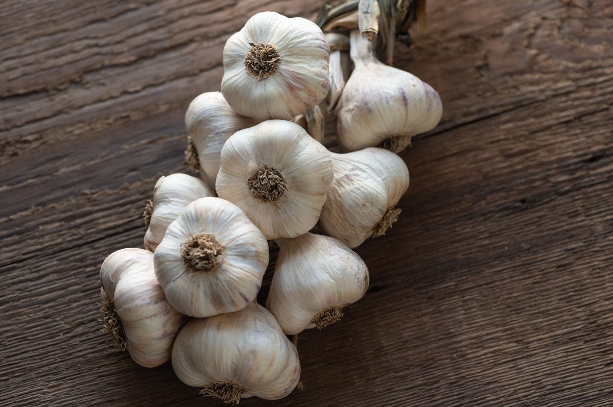 Inchelium Red - Garlic Bulbs