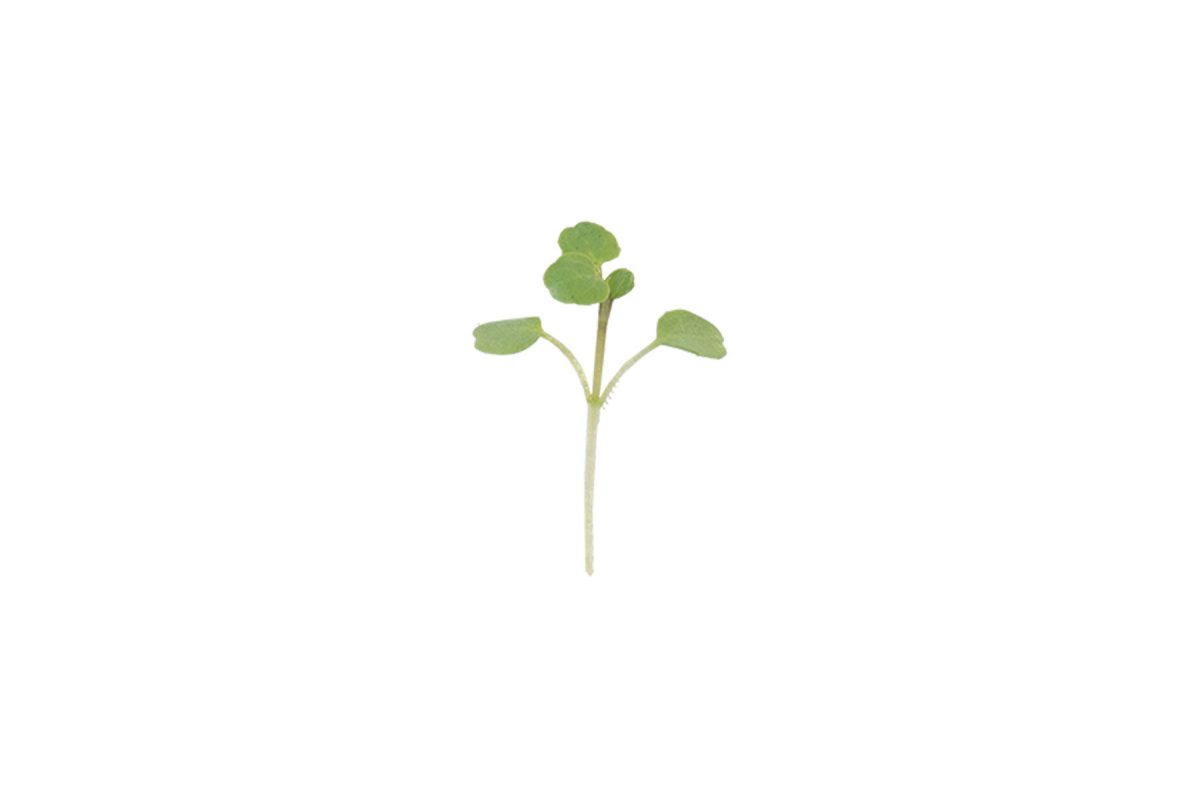 Watercress - Organic Microgreen Seed