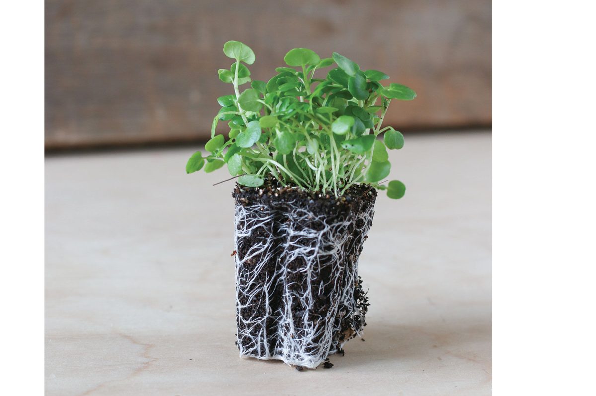 Watercress - Organic Microgreen Seed - Image 2