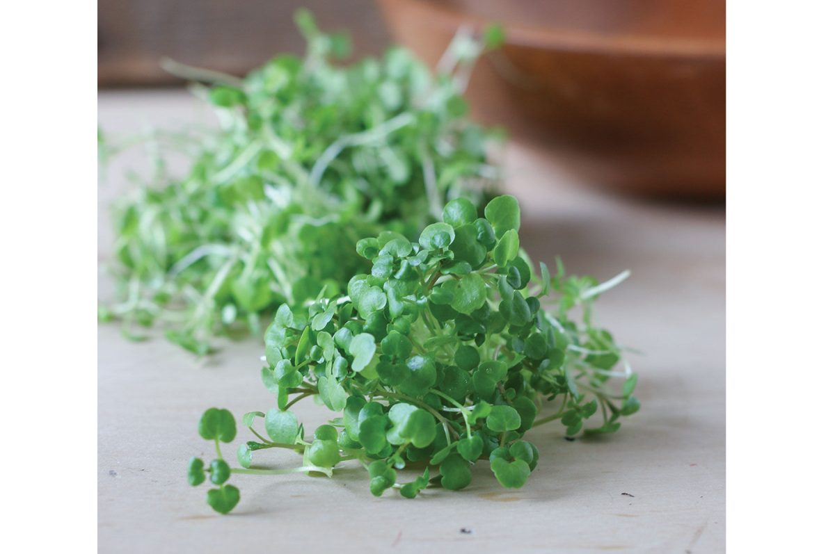 Watercress - Organic Microgreen Seed - Image 3