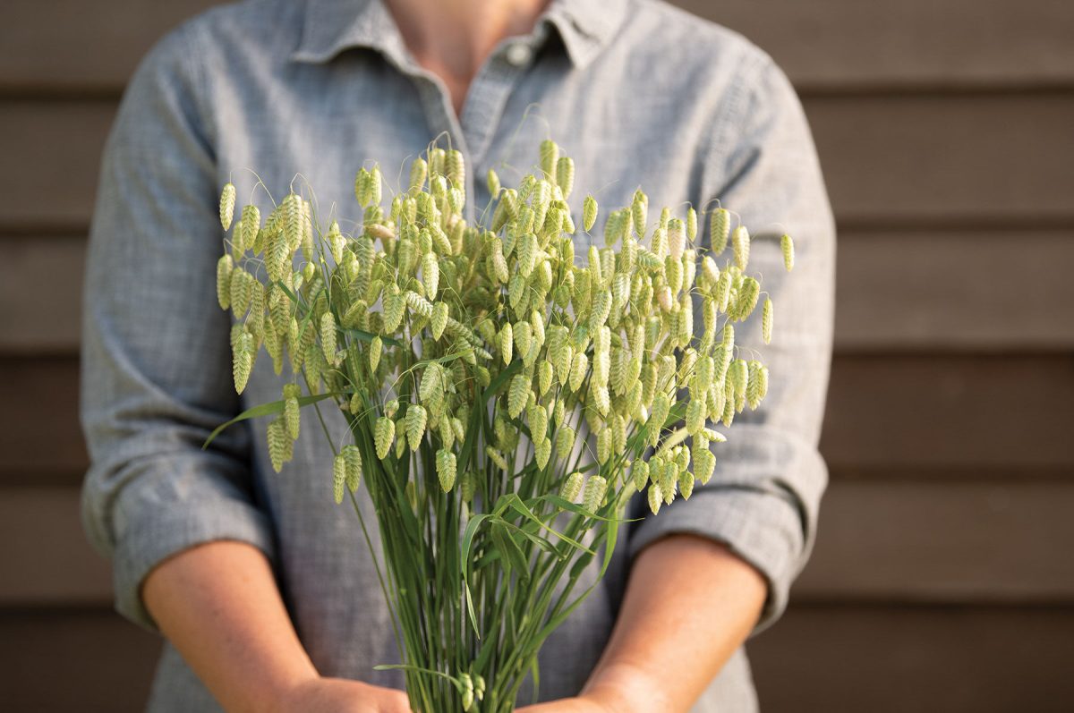 Greater Quaking Grass - Ornamental Grass Seed