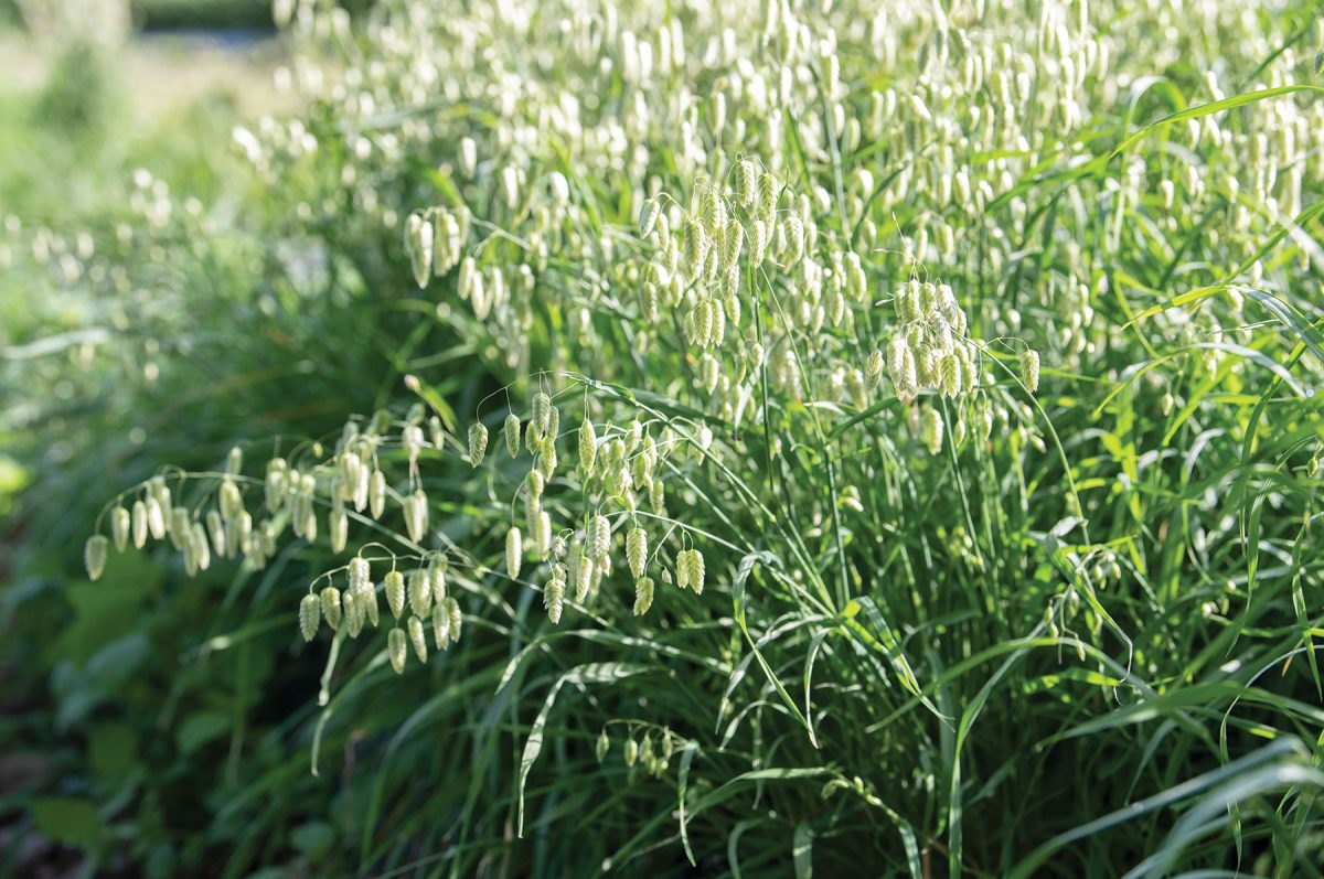 Greater Quaking Grass - Ornamental Grass Seed - Image 2