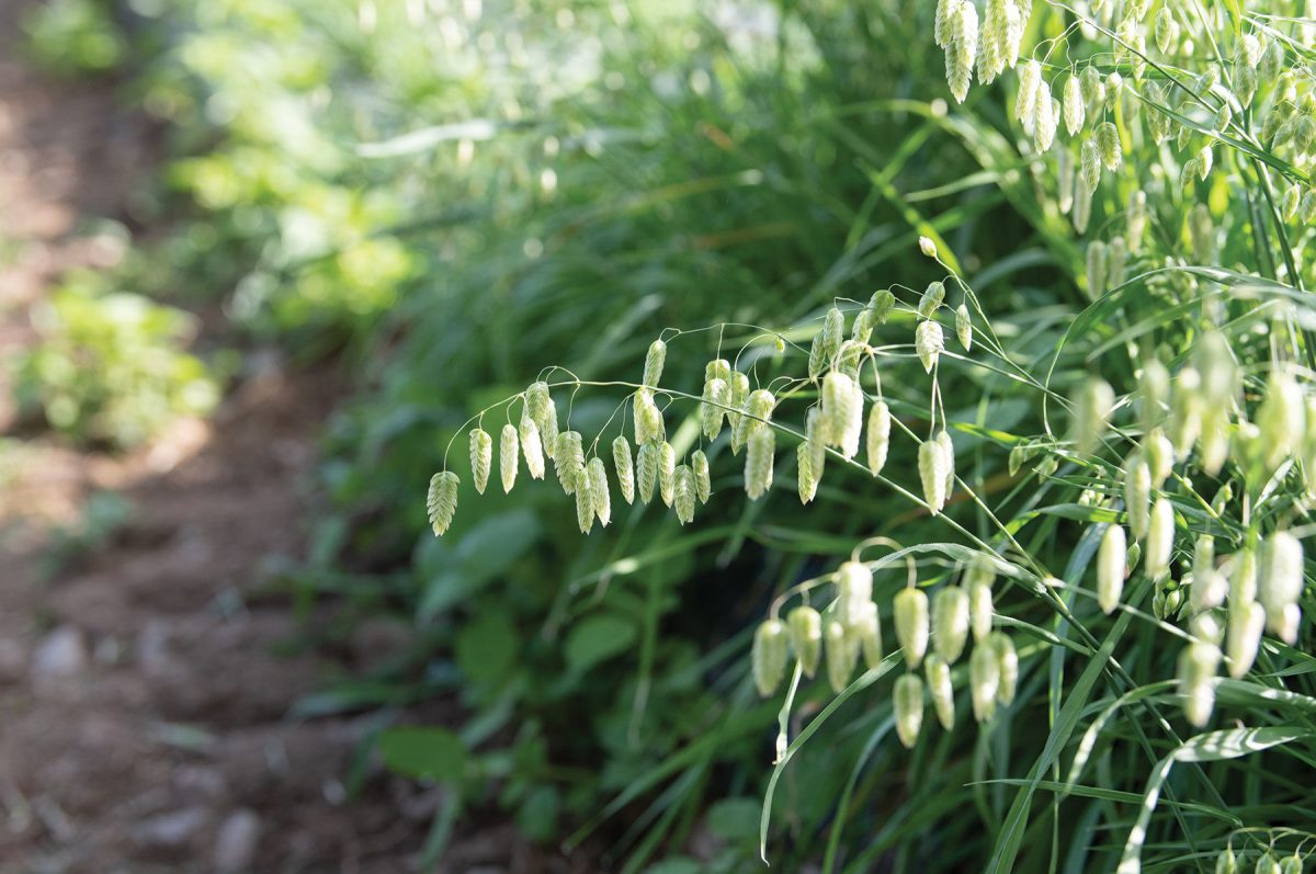 Greater Quaking Grass - Ornamental Grass Seed - Image 3