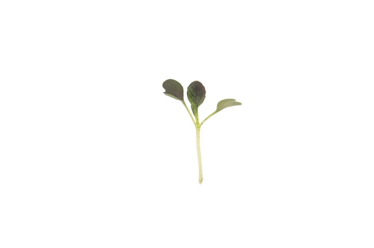 Pac Choi, Red Choi - Organic Microgreen Seed