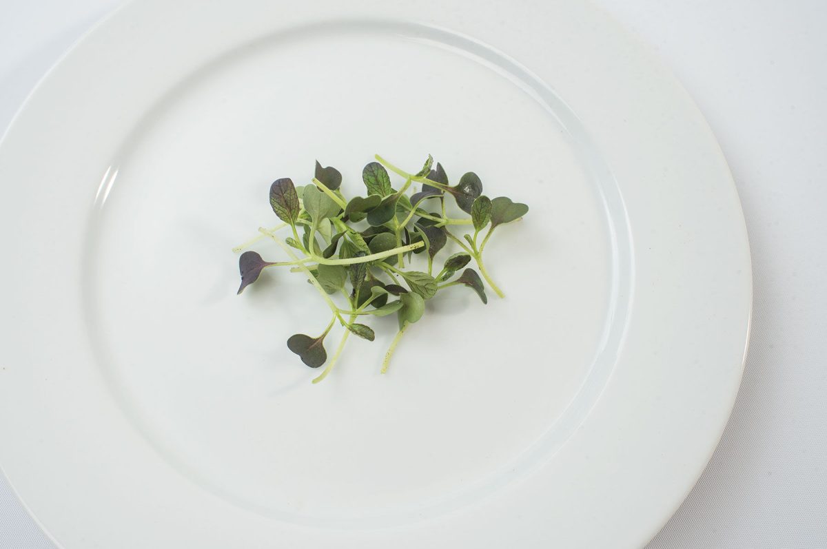 Pac Choi, Red Choi - Organic Microgreen Seed - Image 2