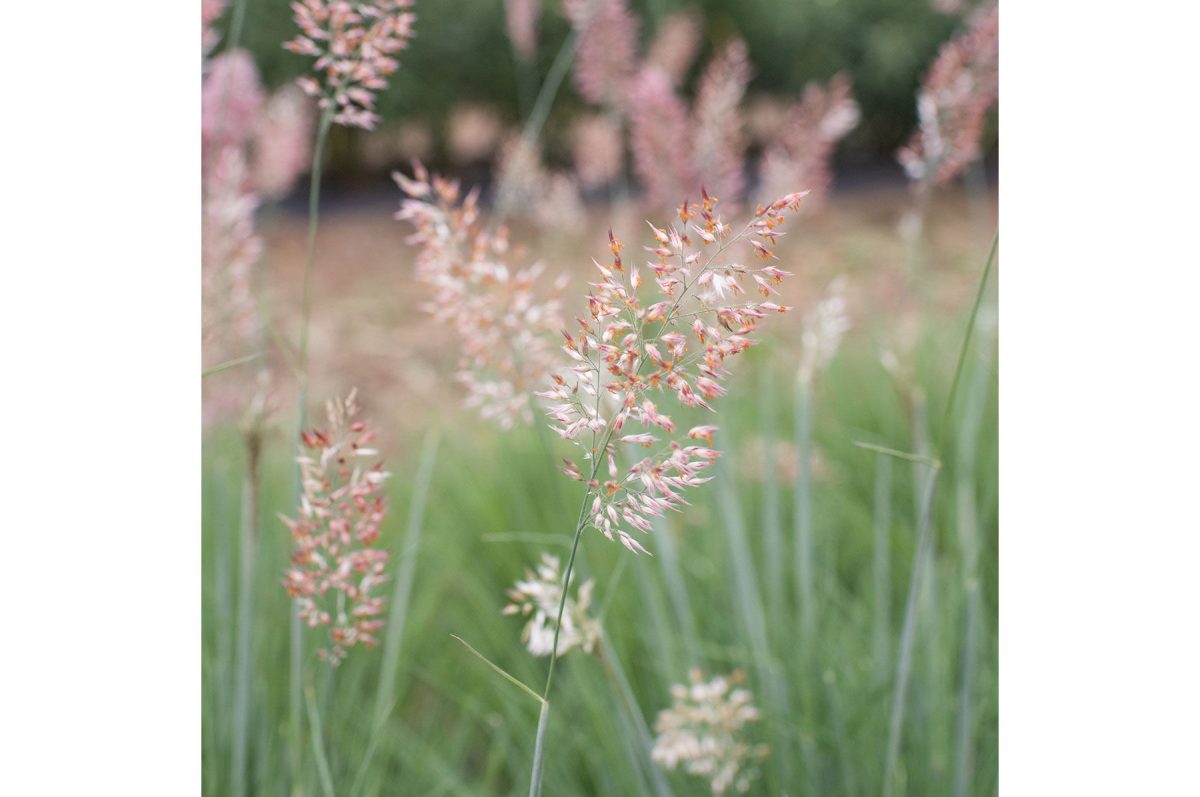 Savannah Grass - Ornamental Grass Seed