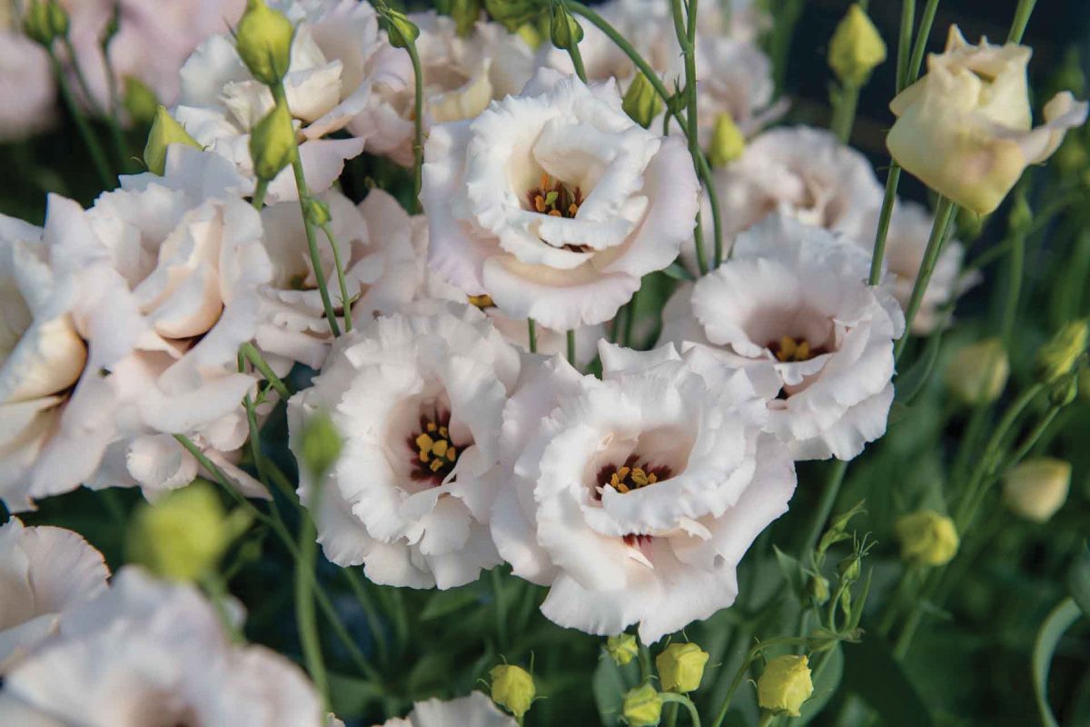 Corelli III Light Pink - Pelleted (F1) Lisianthus