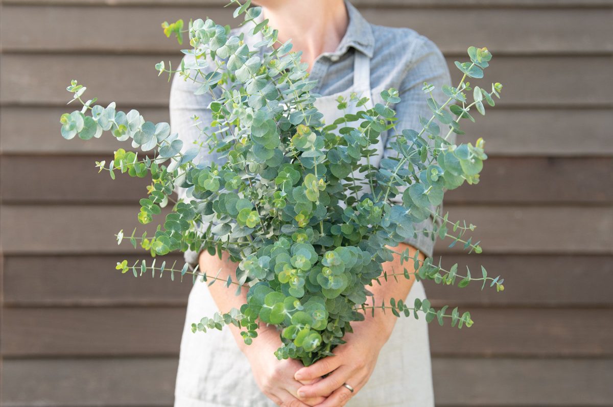 Baby Blue Bouquet - Eucalyptus Seed - Image 2