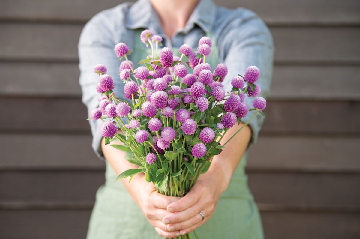 Audray Pink - Gomphrena Seed