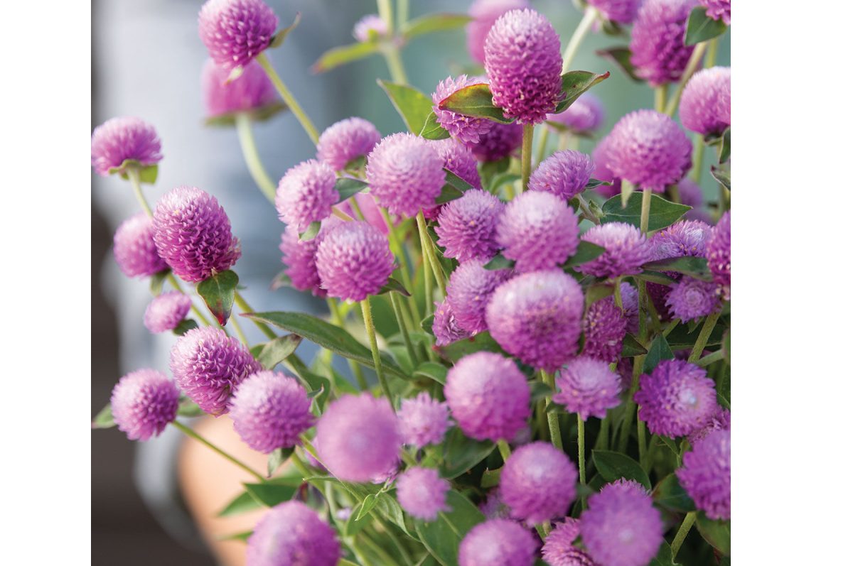 Audray Pink - Gomphrena Seed - Image 2