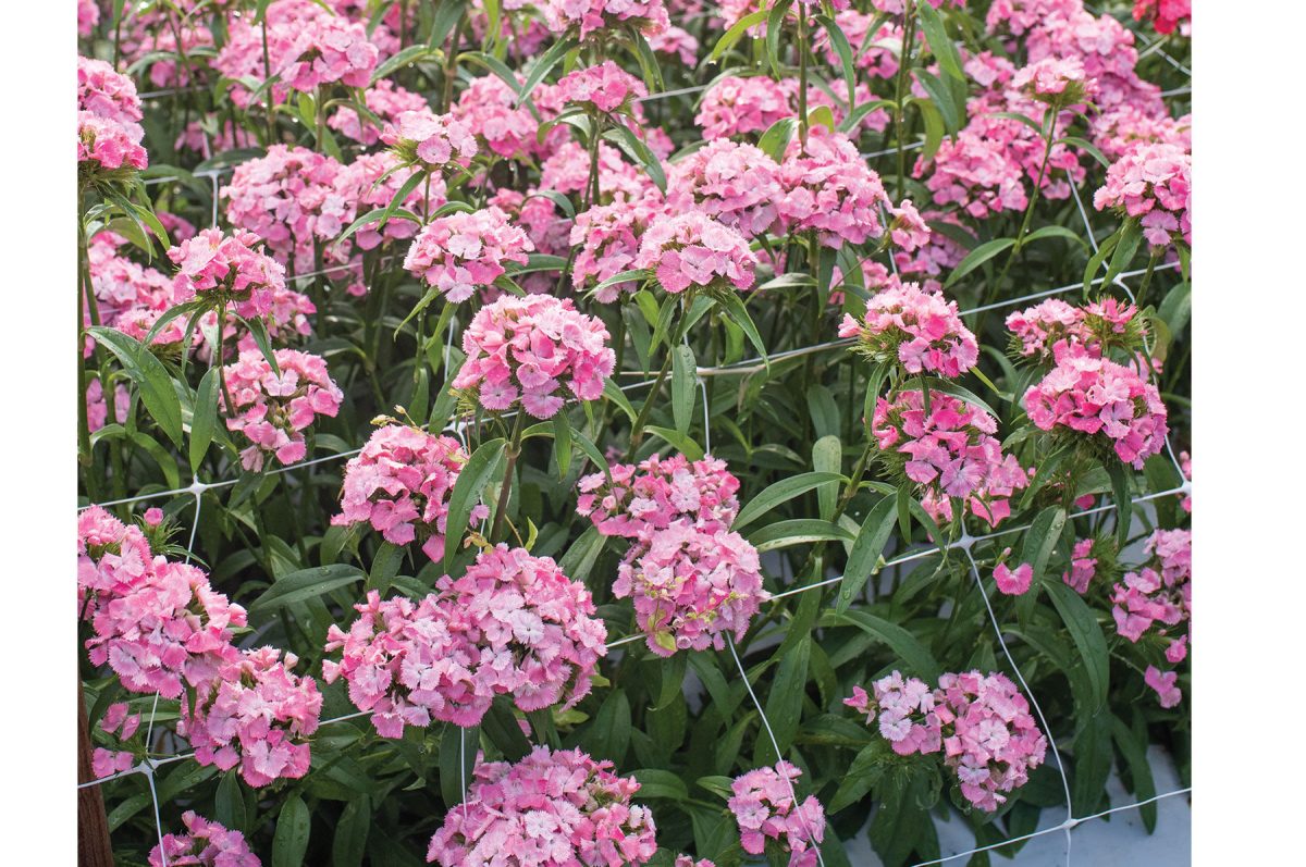 Sweet Pink - Pelleted (F1) Dianthus Seed