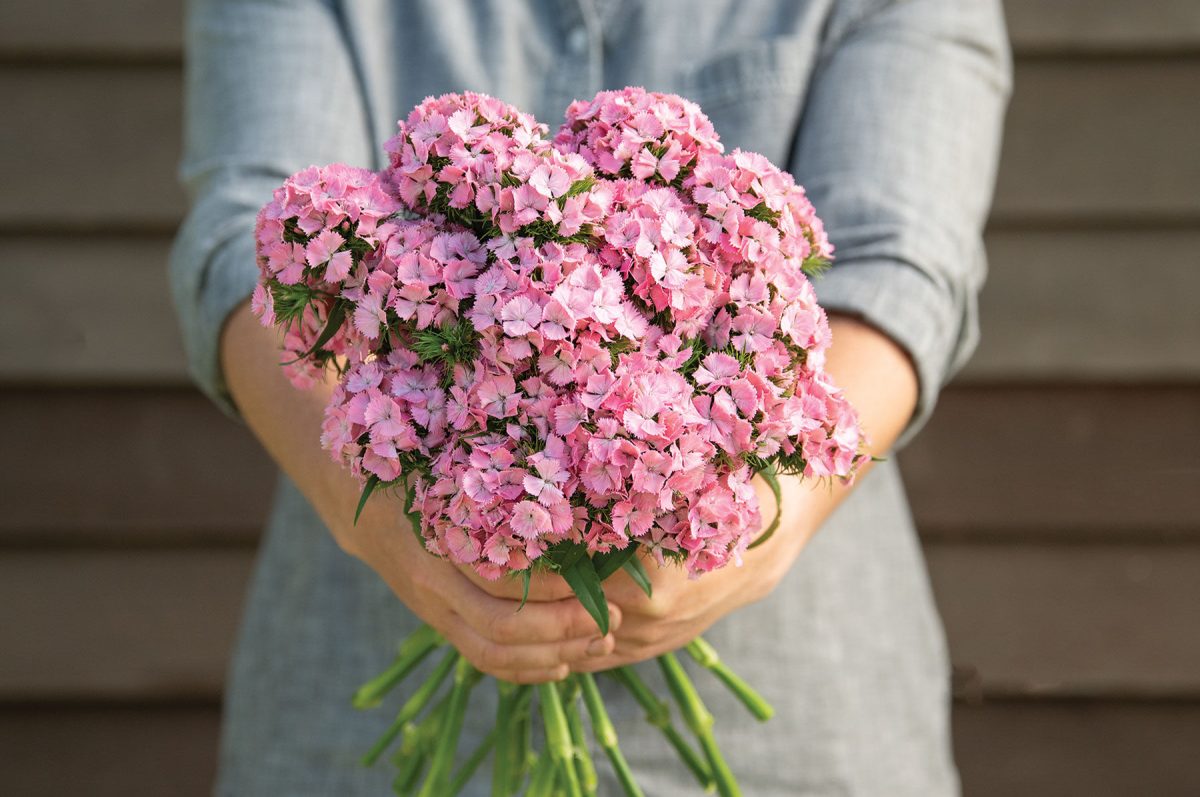 Sweet Pink - Pelleted (F1) Dianthus Seed - Image 2