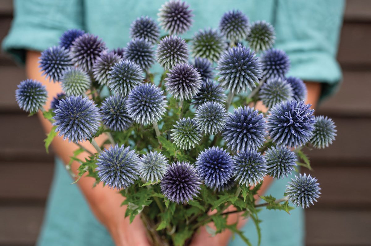 Ritro - Heirloom Echinops Seed