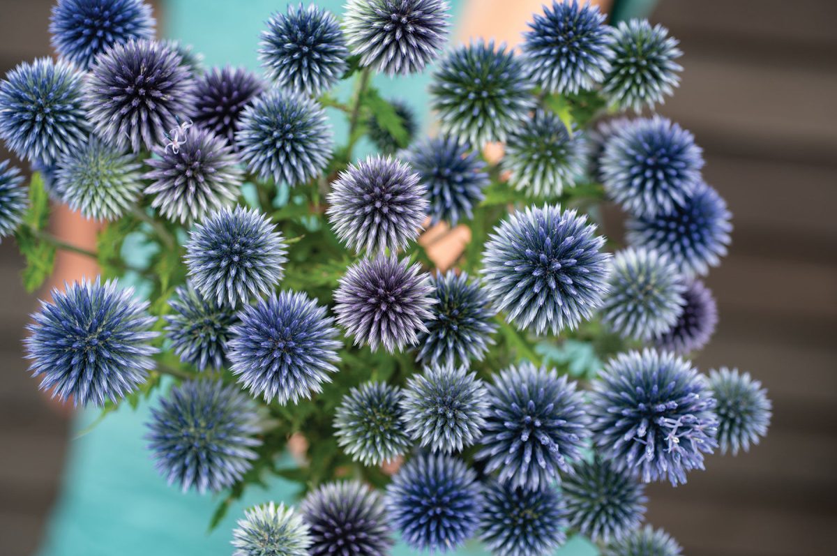 Ritro - Heirloom Echinops Seed - Image 2