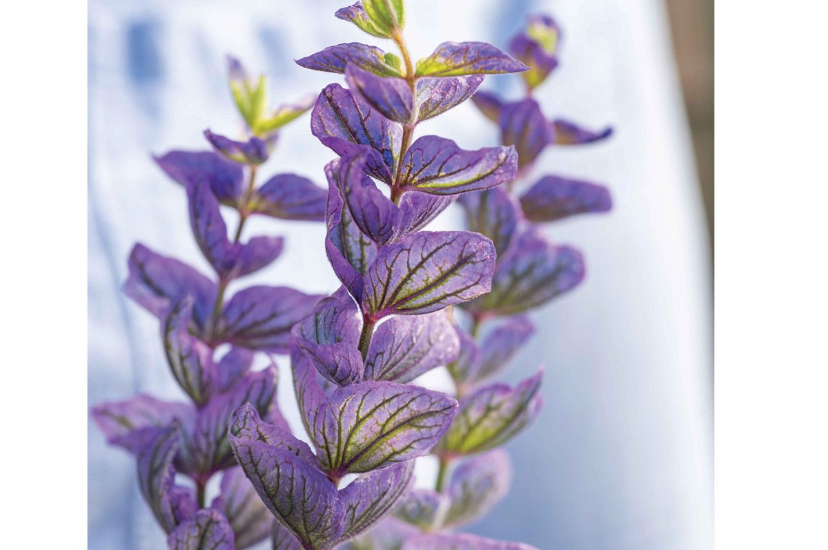 Oxford Blue - Heirloom Salvia Seed