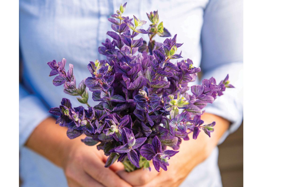 Oxford Blue - Heirloom Salvia Seed - Image 2