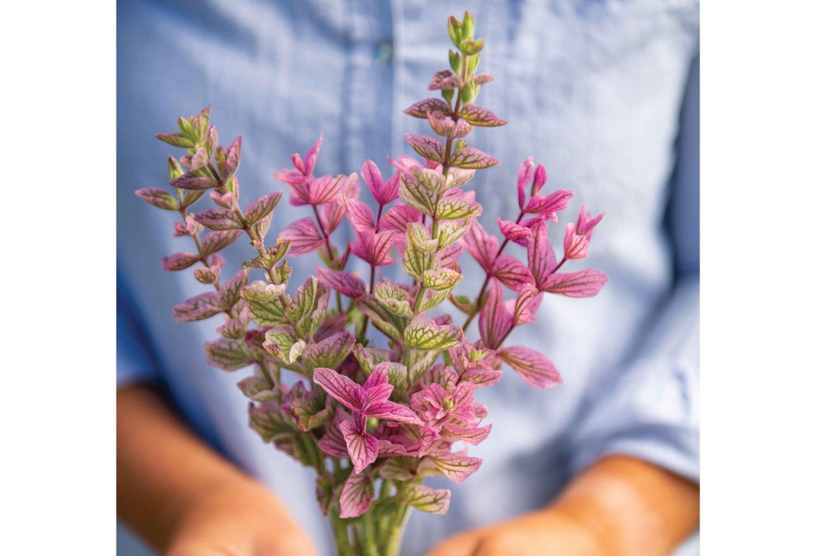 Pink Sundae - Heirloom Salvia Seed