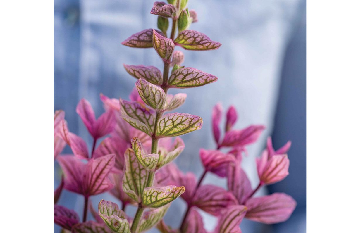 Pink Sundae - Heirloom Salvia Seed - Image 2