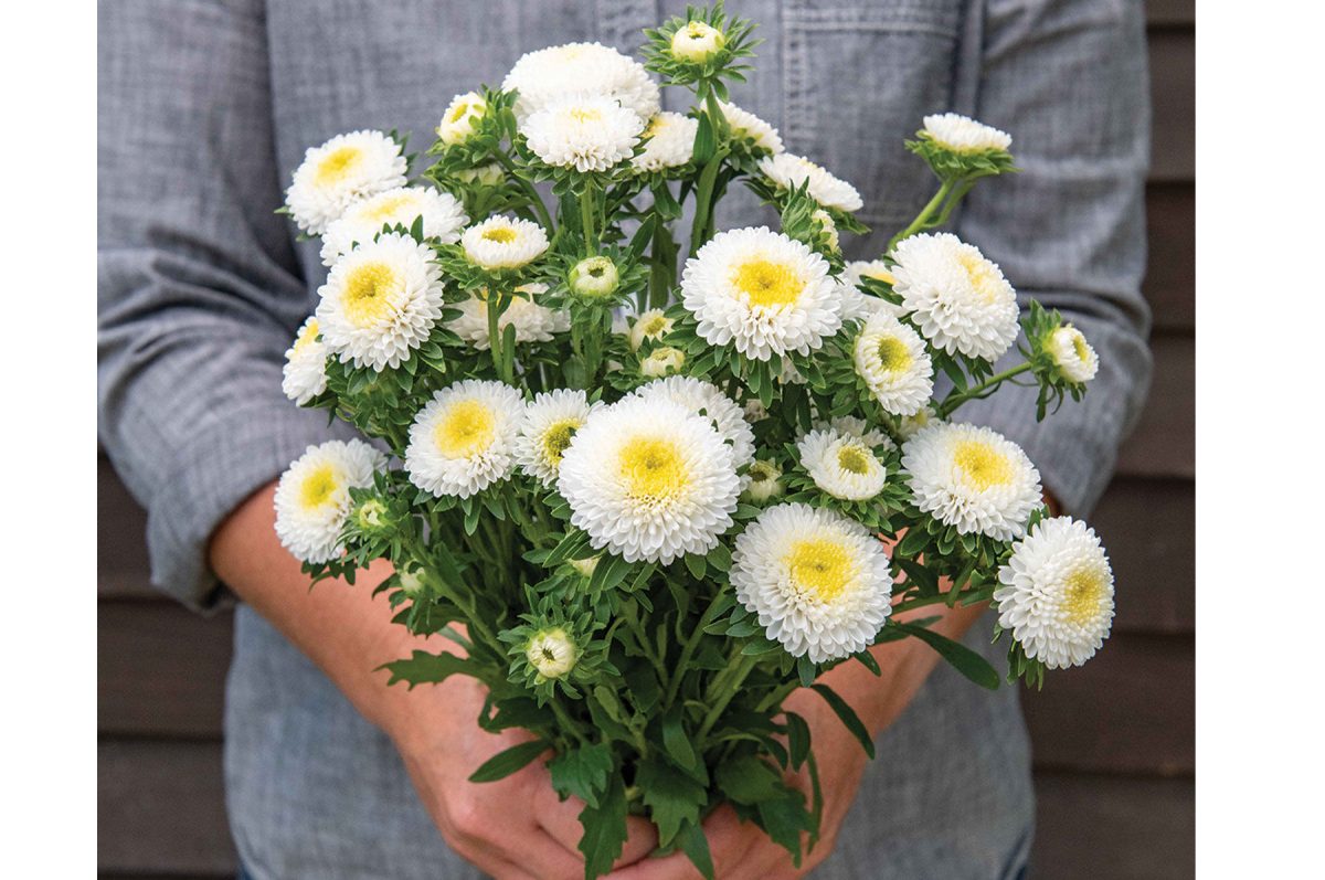 Macaroon White - China Aster Seed