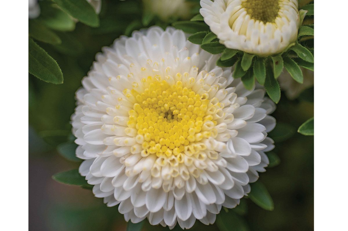 Macaroon White - China Aster Seed - Image 2