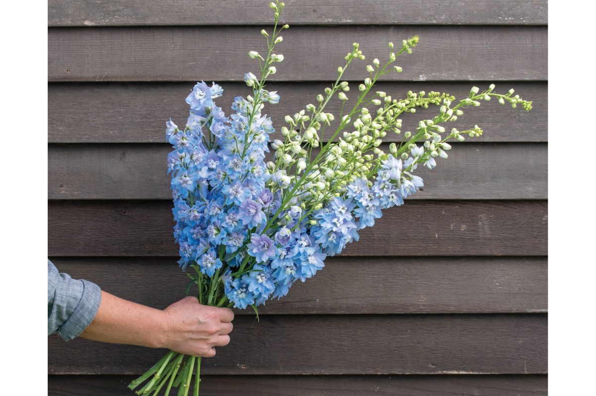 Magic Fountains Sky Blue White Bee - Delphinium Seed