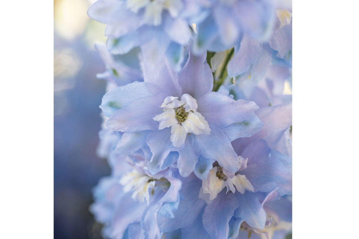 Magic Fountains Sky Blue White Bee - Delphinium Seed - Image 2