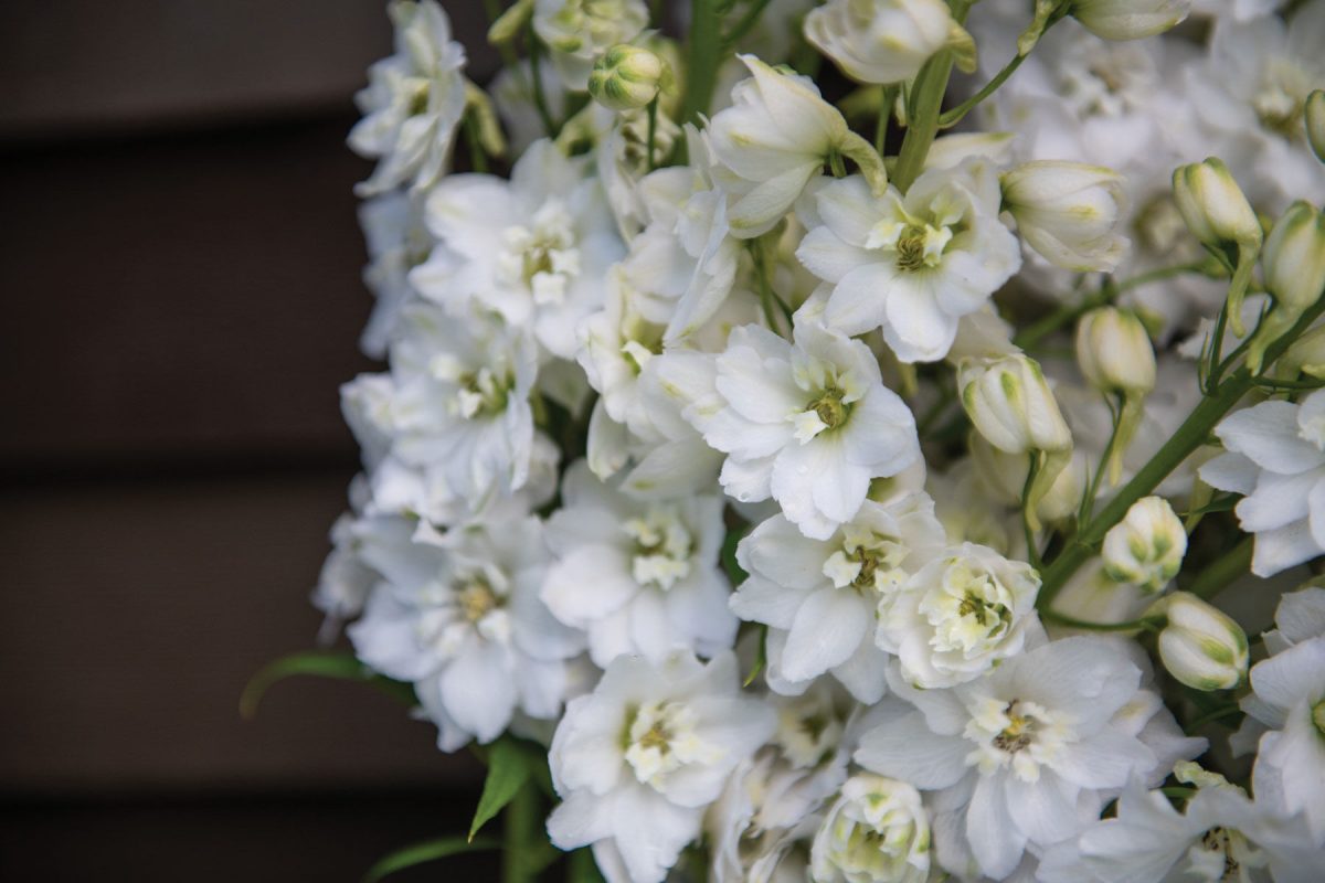 Magic Fountains Pure White - Delphinium Seed