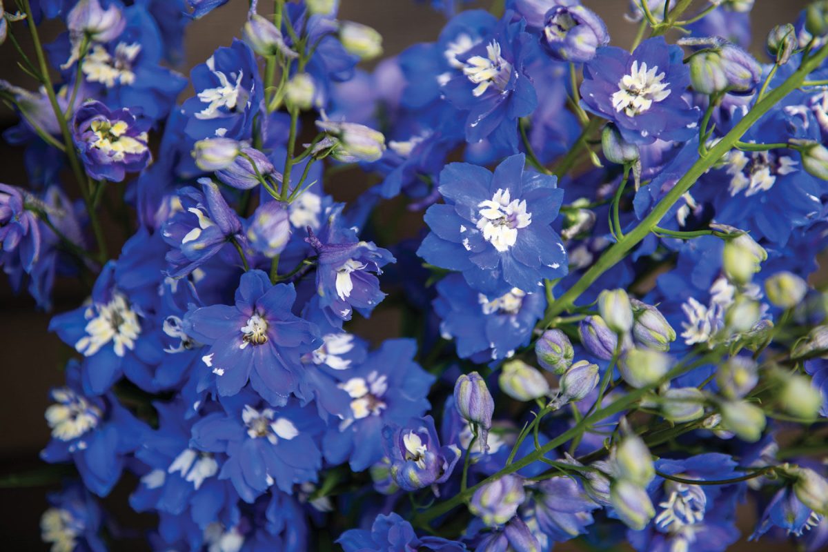 Magic Fountains Mid Blue White Bee - Delphinium Seed