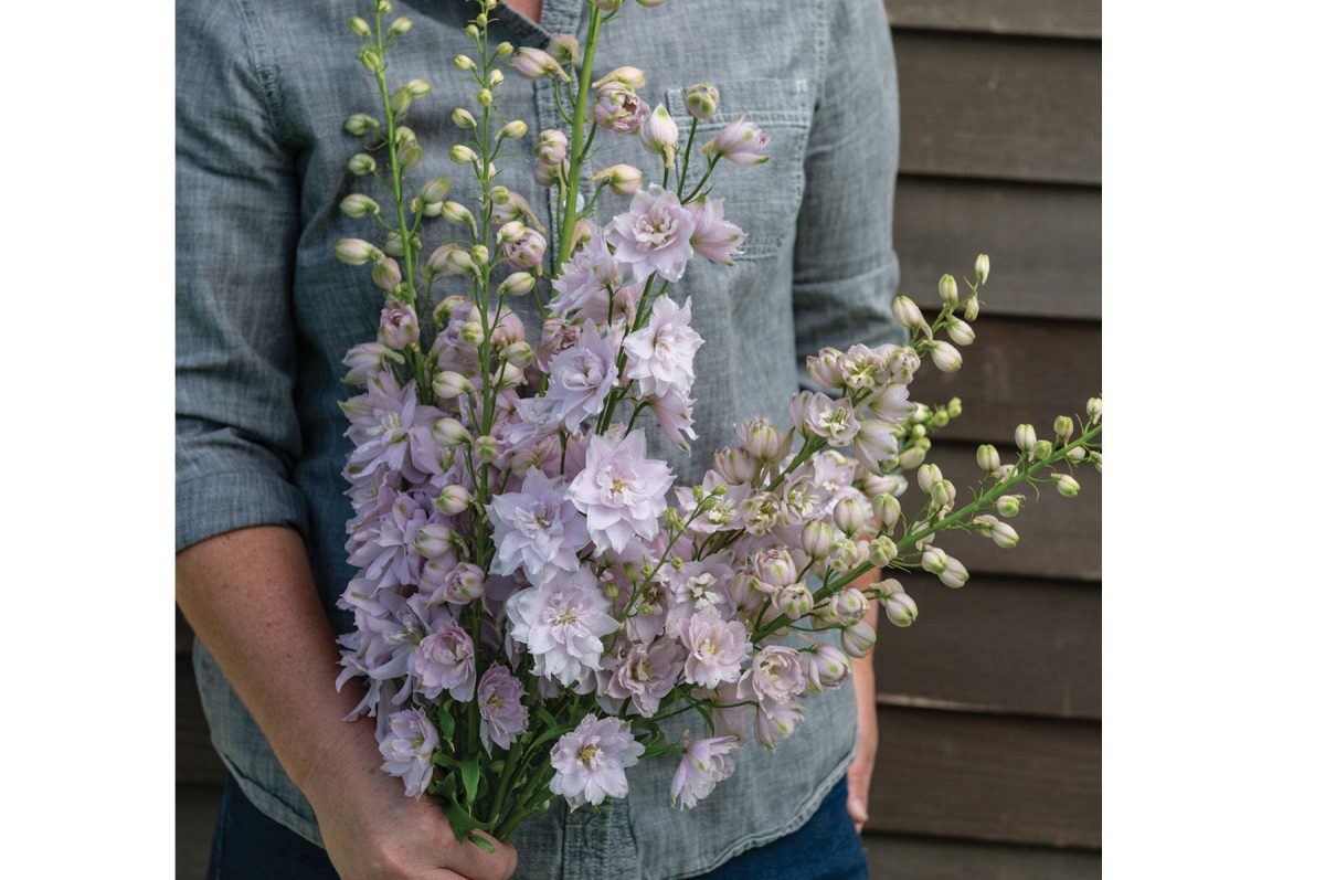 Magic Fountains Lilac Pink White Bee - Delphinium Seed