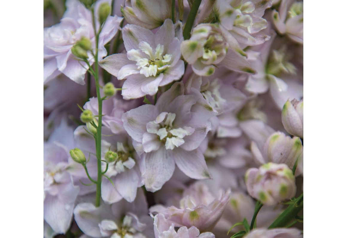 Magic Fountains Lilac Pink White Bee - Delphinium Seed - Image 2