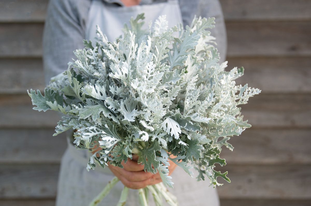 Candicans - Heirloom Dusty Miller Seeds