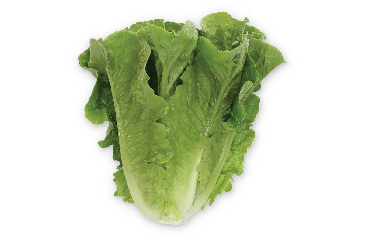 Gladius - Pelleted Romaine Lettuce Seeds