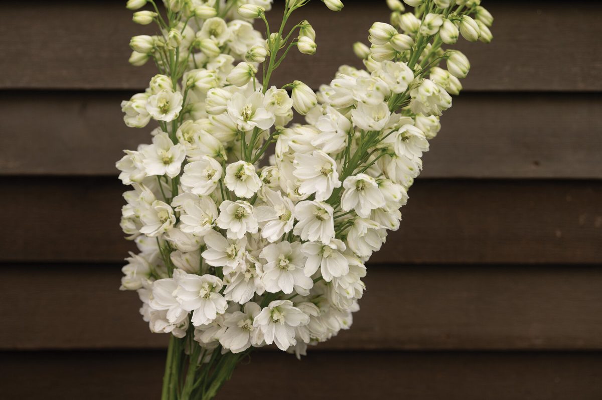 Guardian White - (F1) Delphinium Seed - Image 2