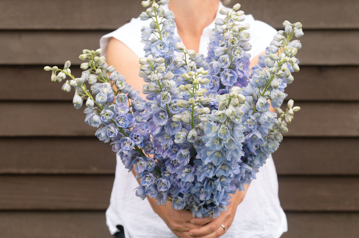 Guardian Lavender - (F1) Delphinium Seed - Image 2