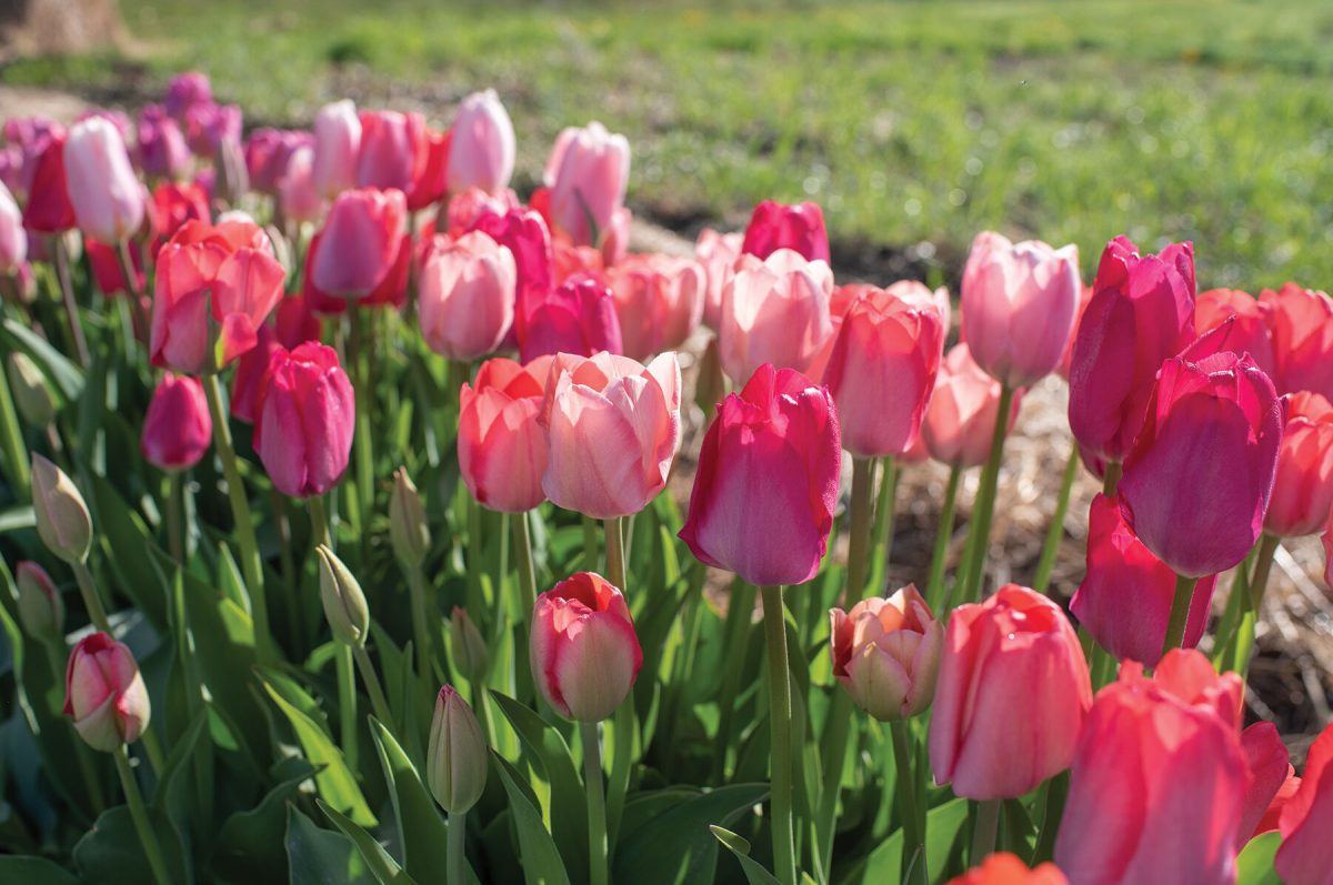 Blush Blend - Tulip Bulb - Image 2