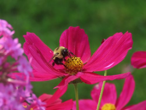 Versailles Red - Cosmos Seed photo review