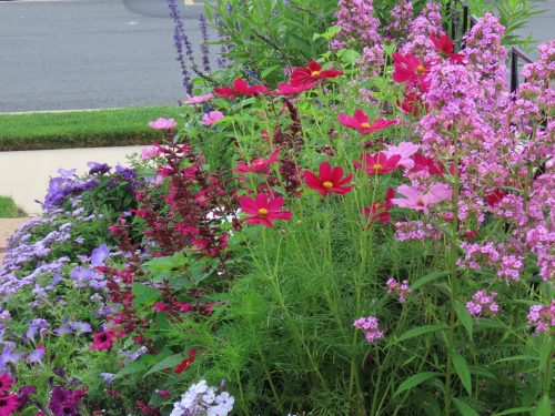 Versailles Red - Cosmos Seed photo review