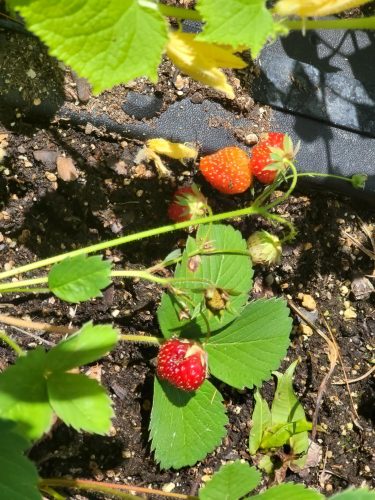 Galletta - Strawberry Seed Plants photo review