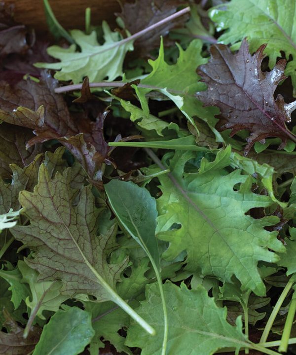 Kalebration Kale Mix - Organic Vegetable Seed