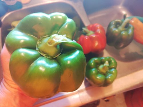 Autry - (F1) Bell Pepper Seed photo review