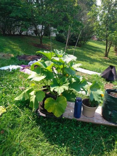 Kefren - (F1) Zucchini Squash Seed photo review