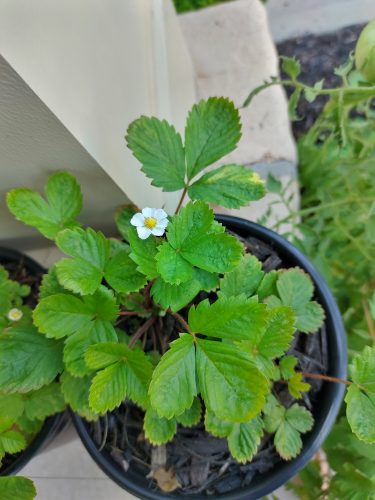 Honeoye - Strawberry Plants Seed photo review